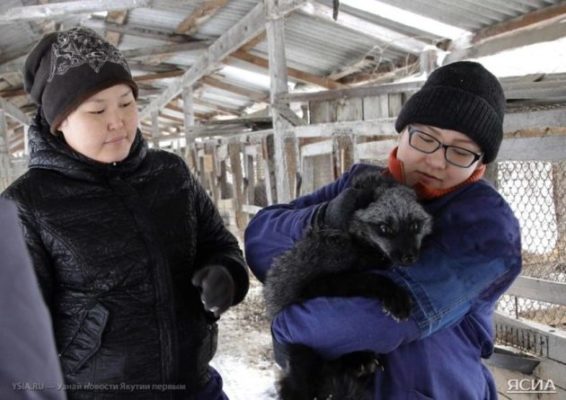 Местное производство без якутского колорита