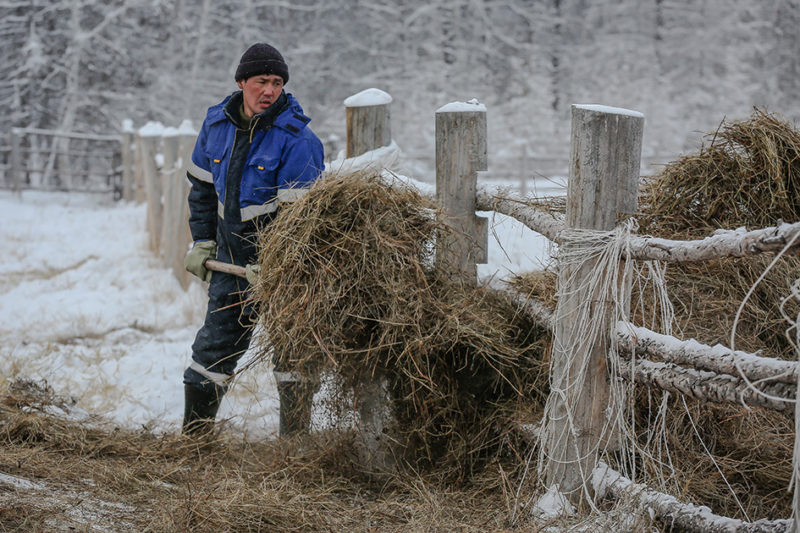 Аграрный алгоритм