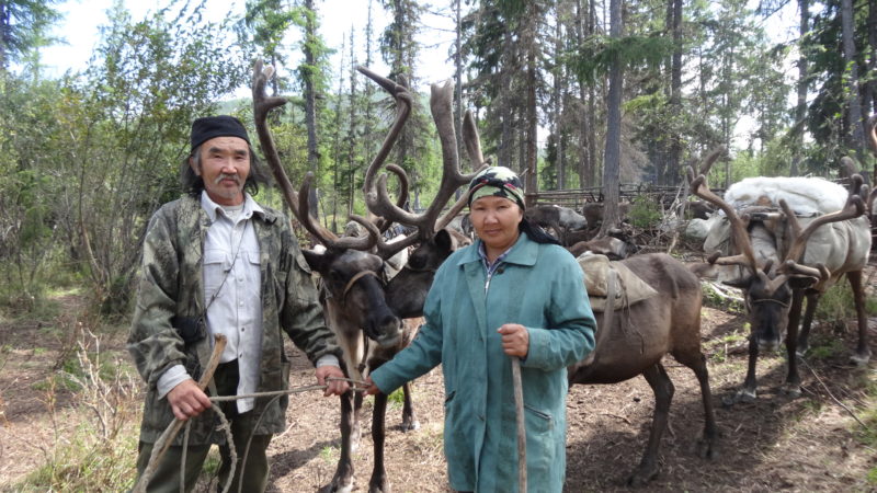 Куда ведет оленевод свое стадо?