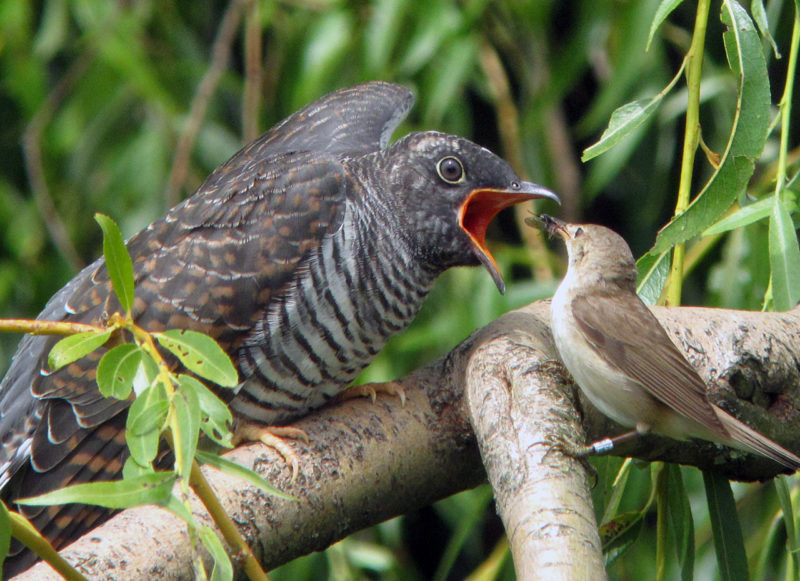 Отцы НЕ дети