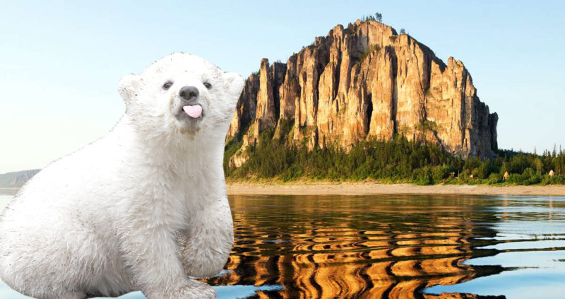 Нет федерализации медвежонка!