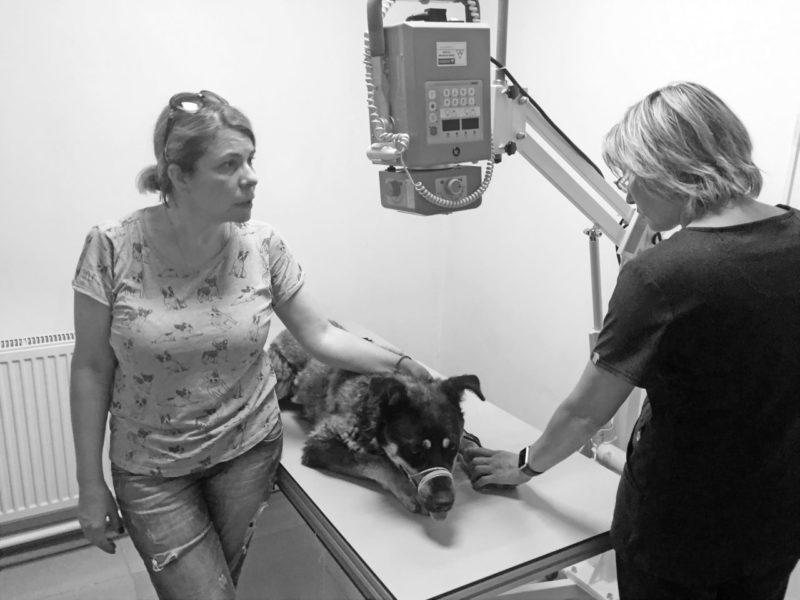 Не дарите щенков!