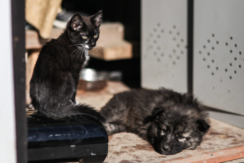 За злую собаку ответит хозяин