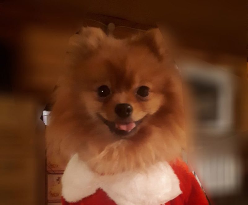 Год Желтой собаки