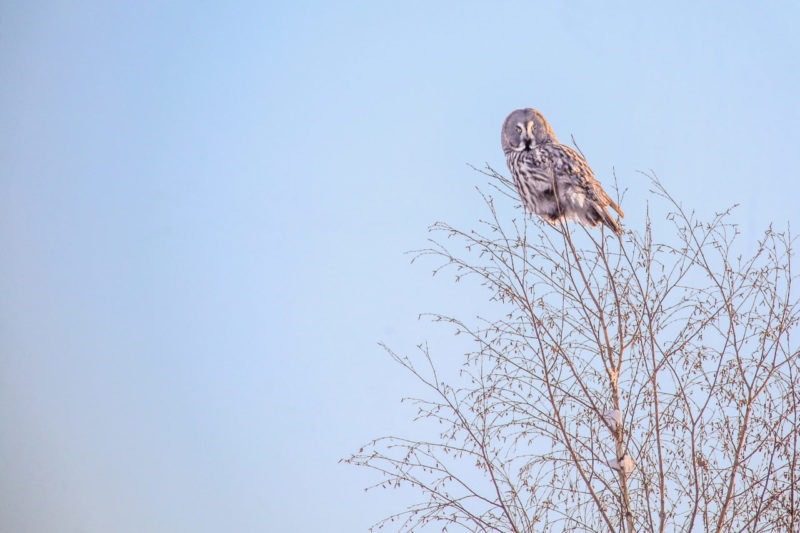 Три косули и 28 сов