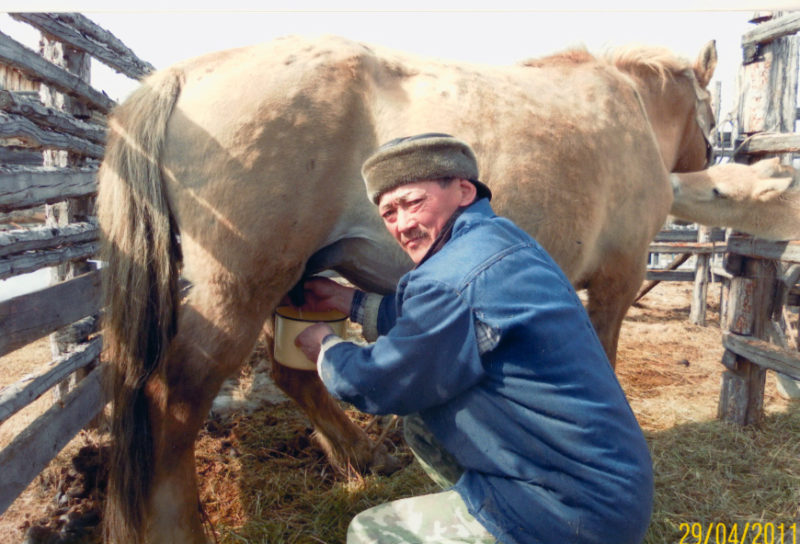 Как доить кобылиц и пить кумыс