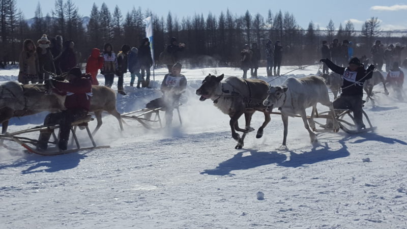 Наука быть оленеводом