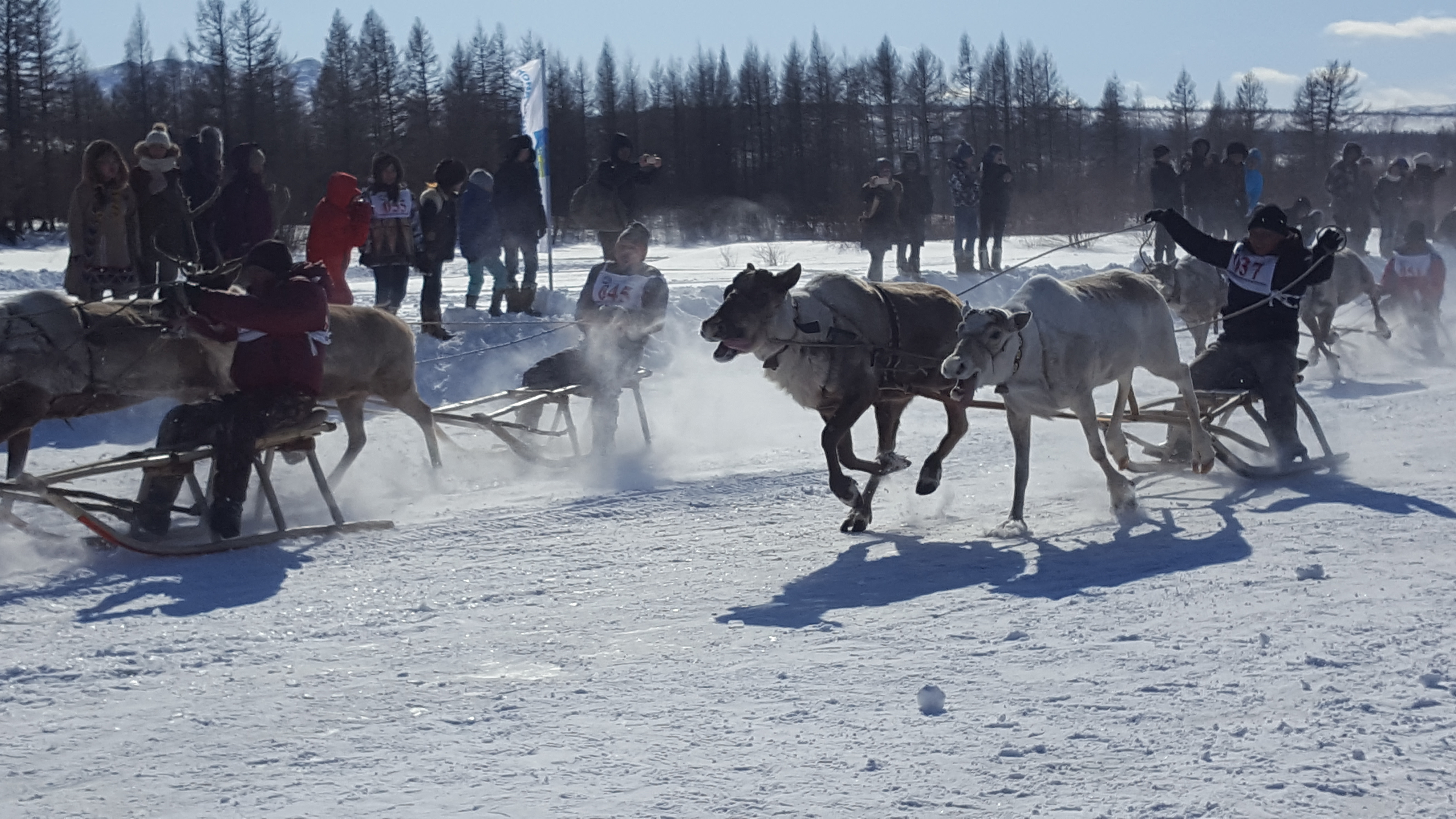 Наука быть оленеводом