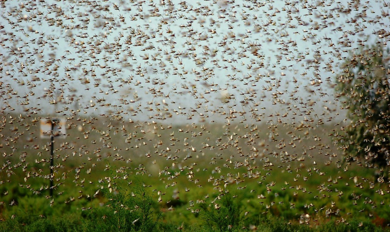 Что, интересно тебе, саранча?