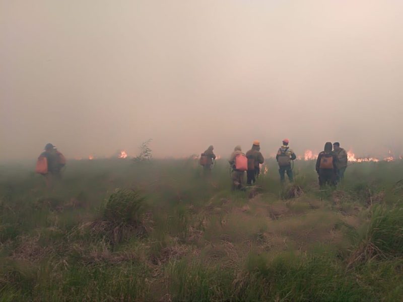 Горит зелёное море тайги