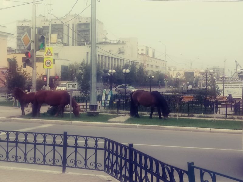 В городе, недалеко, на Кирова пасутся ко…