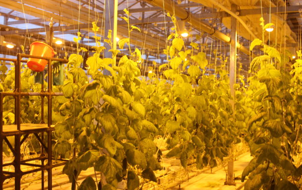 «Саюри»: Мы не берем деньги из городского бюджета!